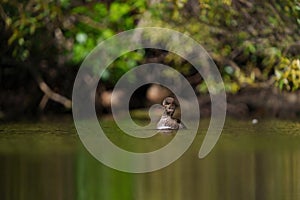 Hooded Merganser swimming in a lake