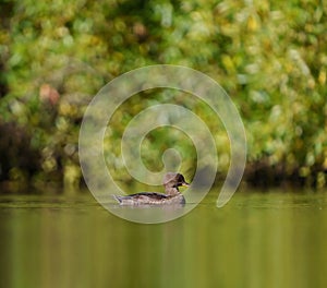 Hooded Merganser swimming in a lake