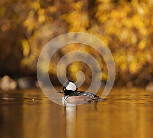 Hooded Merganser swimmingand feeding in a lake