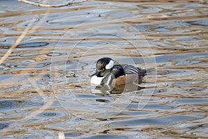 Hooded Merganser swims calmly in a pond