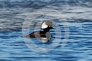 Hooded merganser swims in lake.