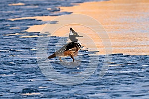 Hooded Merganser walking on an icy lake on a windy day