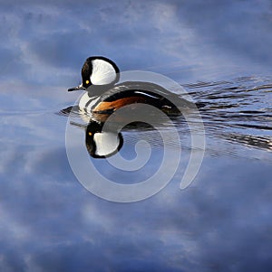 Hooded Merganser in Water with a Reflection