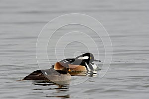 Hooded mergansers