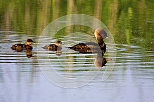 Hooded Mergansers Hen and Ducklings Swim  807347