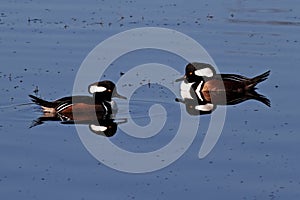 Two male Hooded Mergansers at Viera Wetlands, Florida photo