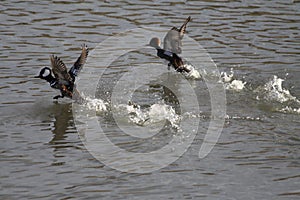 Hooded Mergansers Running on Water