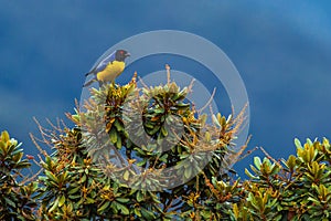 Hooded Mountain Tanager photo