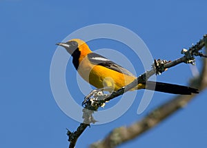 Hooded oriole