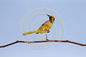 Hooded Oriole