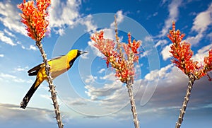 Hooded Oriole on Ocotillo Blooms in the Sonoran Desert against Blue sky and clouds
