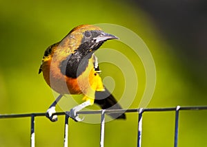 Hooded Oriole Perched on a Wire Fence