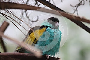 Hooded Parrot Psephotus dissimilis 1