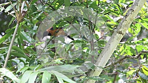 Hooded pitohui in Varirata National Park, Papua New Guinea