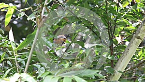 Hooded pitohui in Varirata National Park, Papua New Guinea