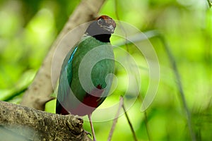 Hooded pitta