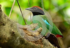 Hooded pitta