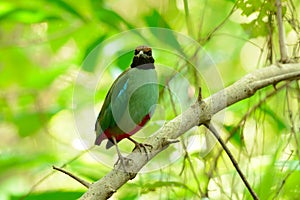 Hooded pitta