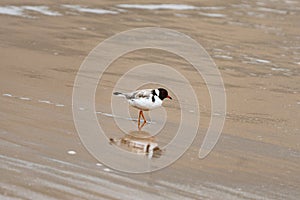 Hooded Plover Thinornis cucullatus