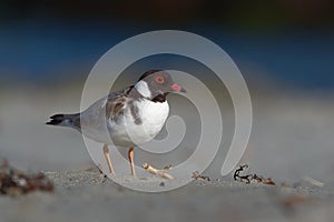 Hooded Plover - Thinornis cucullatus small shorebird - wader -on the sandy beach of Australia, Tasmania