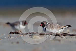 Hooded Plover - Thinornis cucullatus small shorebird - wader -on the sandy beach of Australia, Tasmania