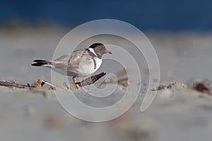 Hooded Plover - Thinornis cucullatus small shorebird - wader -on the sandy beach of Australia, Tasmania photo