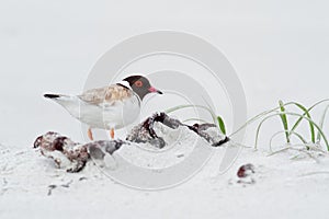 Hooded Plover - Thinornis cucullatus small shorebird - wader -on the sandy beach of Australia, Tasmania