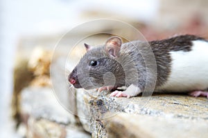 Hooded rat photo