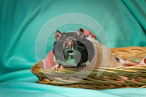 Hooded Rat Wicker Basket