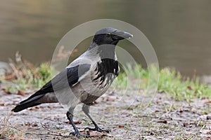 Hooded Ð¡row (Corvus cornix)