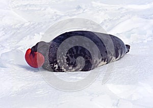 Hooded Seal, cystophora cristata, Male standing on Ice Floe, The hood and membrane are used for aggression display when threatened