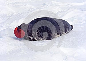 Hooded Seal, cystophora cristata, Male standing on Ice Floe, The hood and membrane are used for aggression display when threatened photo