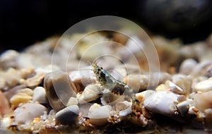 Hooded shrimp - Athanas nitescens, Rare image of the smallest marine discovered shrimp