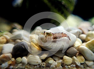 Hooded shrimp - Athanas nitescens, Rare image of the smallest marine discovered shrimp photo