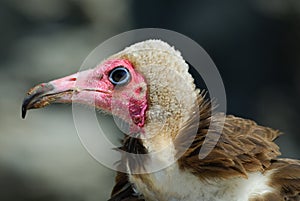 Hooded Vulture