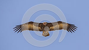 Hooded Vulture on Clear Blue Sky