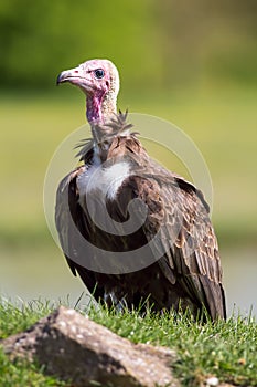 Hooded vulture. Critically endangered species of bird standing o