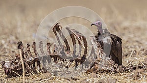 Hooded Vulture Feeding on Carrion photo