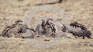 Hooded Vulture Feeding on Skeleton