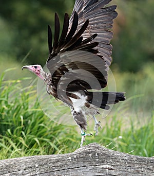 Hooded vulture in flight