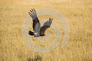 Hooded vulture in flight photo