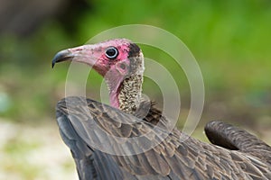 Hooded Vulture Head Shot