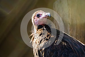 Hooded vulture with its face in closeup, critically endangered scavenger bird from the desert of Africa