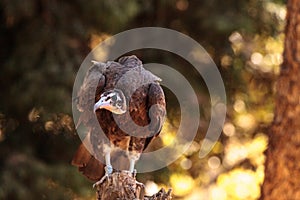 Hooded vulture Necrosyrtes monachus