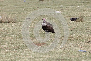 Hooded Vulture Necrosyrtes monachus