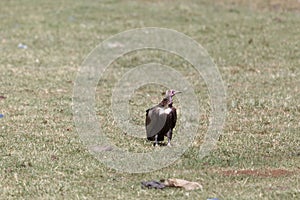 Hooded Vulture Necrosyrtes monachus