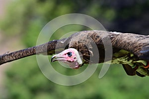 Hooded vulture necrosyrtes monachus