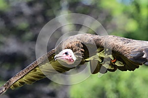 Hooded vulture necrosyrtes monachus