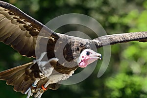 Hooded vulture necrosyrtes monachus