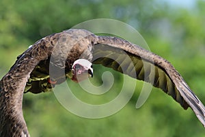 Hooded vulture necrosyrtes monachus